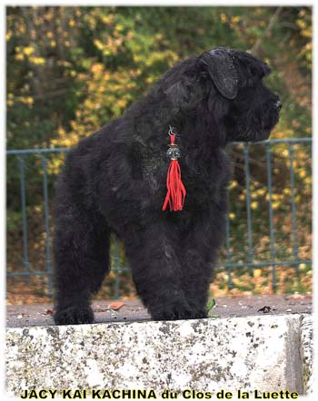 KAI du Clos de la Luette copyright Elevage de bouvier des Flandres du Clos de la Luette